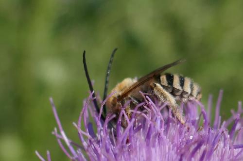 Tetraloniella dentata