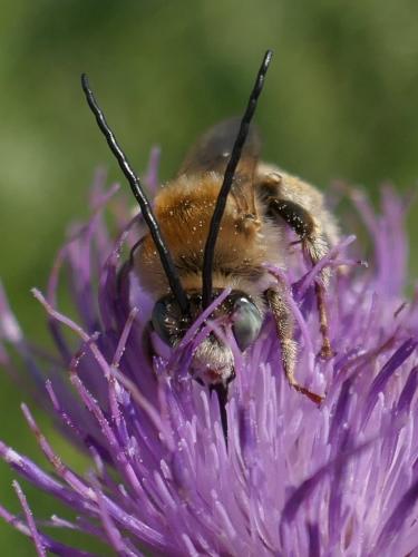 Tetraloniella dentata