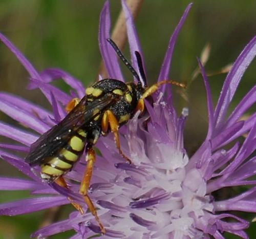 Réf. 347 620 : Nomada sp.