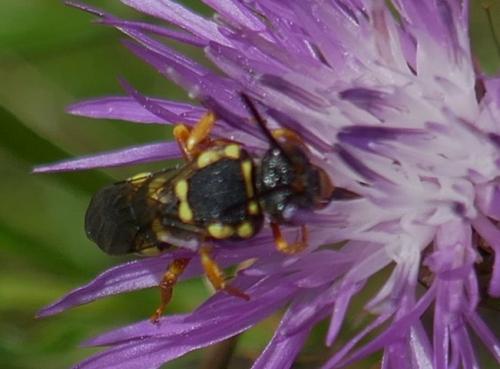 Réf. 347 621 : Nomada sp.