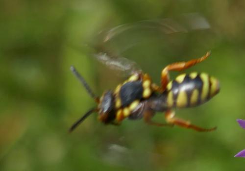 Réf. 347 622 : Nomada sp.