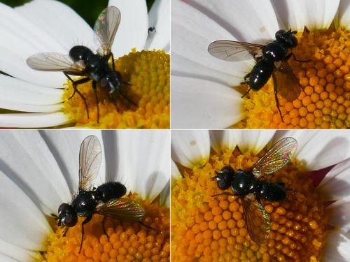 Réf. 347 583 : Phania funesta