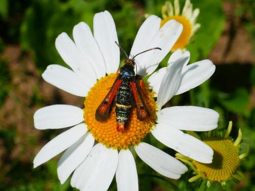Réf. 347 535 : Pyropteron chrysidiformis