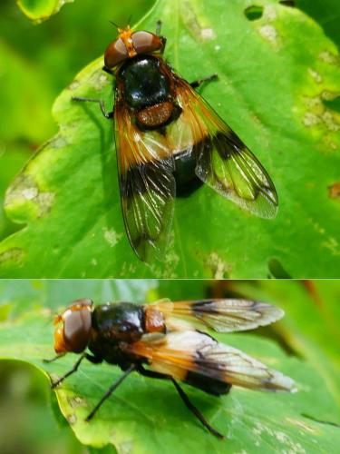 Réf. 347 878 : Volucella pellucens