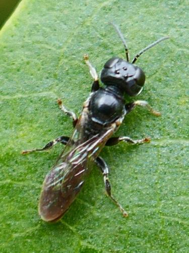 Réf. 347 897 : Crossocerus sp.