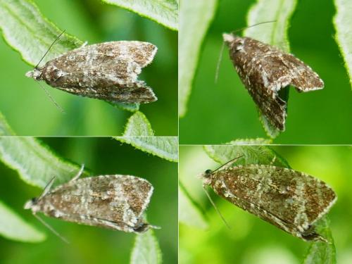 Celypha sp.