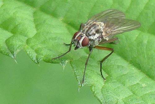 Hylemya vagans