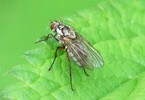 Hylemya vagans
