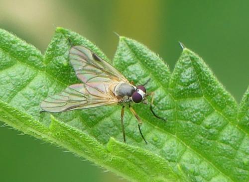 Réf. 347 281 : Rhagio lineola