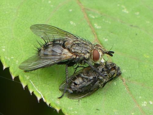 Linnaemya picta