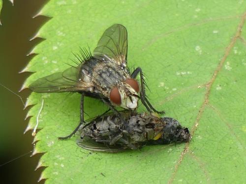 Linnaemya picta