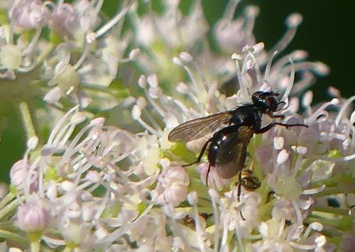 Réf. 347 215 : Phania funesta