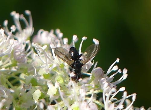 Réf. 347 225 : Phania funesta