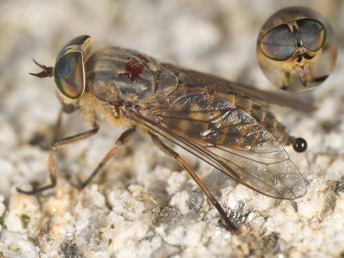 Réf. 347 494 : Tabanus bromius