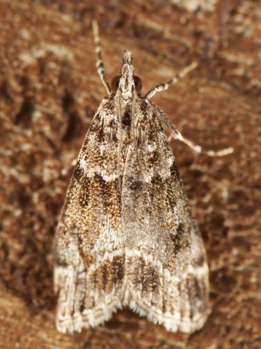 Eudonia mercurella