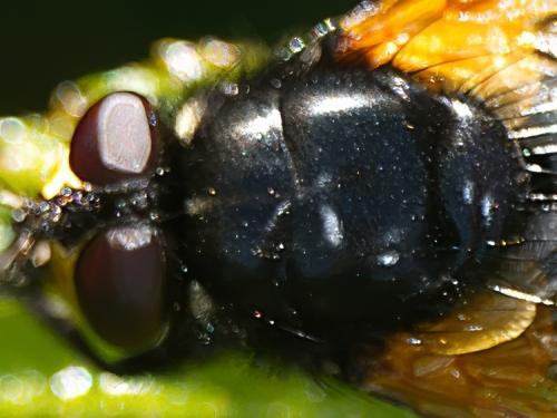 Réf. 347 773 : Mesembrina meridiana