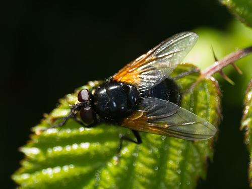 Réf. 347 739 : Mesembrina meridiana