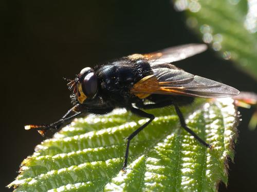 Réf. 347 738 : Mesembrina meridiana