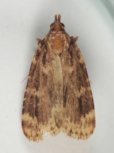 Réf. 347 888 : Aglossa caprealis
