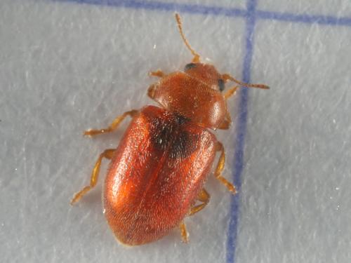 Coccidula rufa