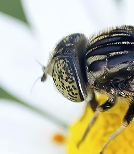 Réf. 347 648 : Eristalinus sepulchralis