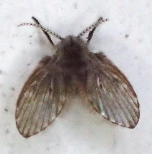 Réf. 347 478 : Clogmia albipunctata