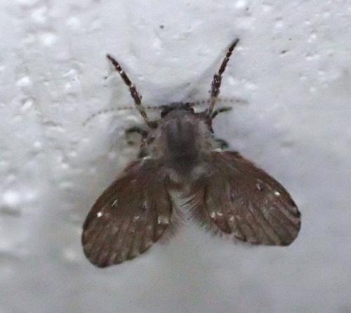 Réf. 347 479 : Clogmia albipunctata