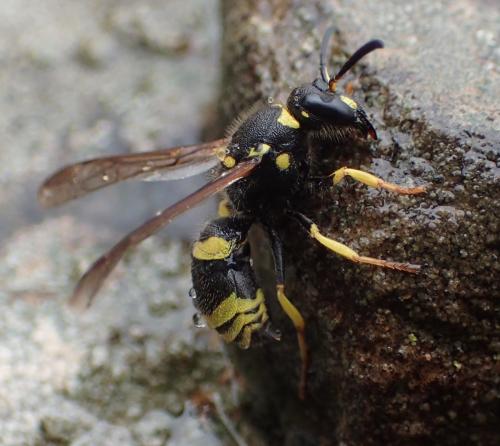 Réf. 347 912 : Ancistrocerus sp.