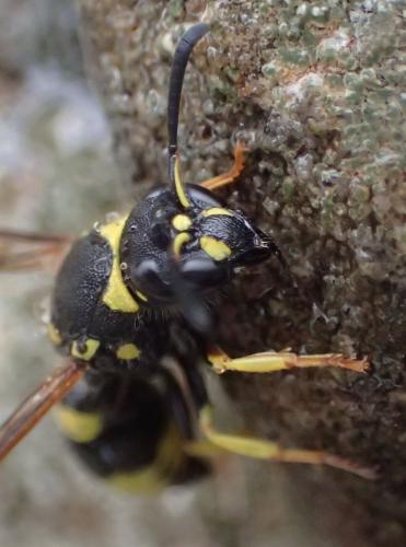 Réf. 347 913 : Ancistrocerus sp.