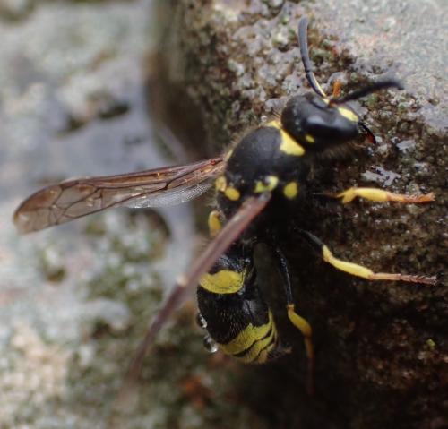 Réf. 347 914 : Ancistrocerus sp.