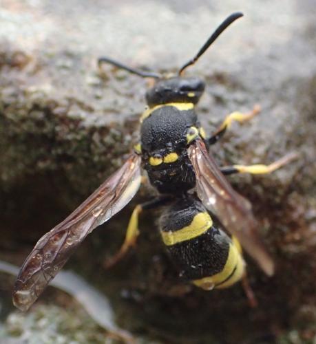 Réf. 347 915 : Ancistrocerus sp.