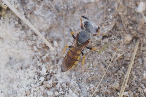 Réf. 347 096 : Philanthus triangulum