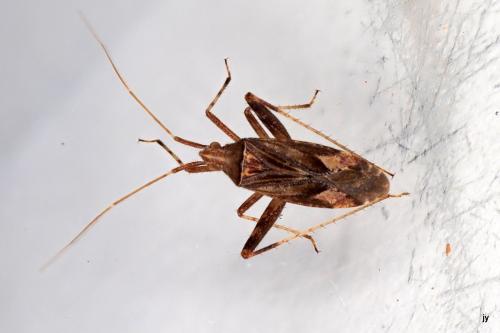 Phytocoris sp.