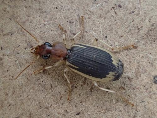 Apenes marginalis
