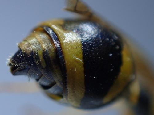 Réf. 347 812 : Eumenes pedunculatus