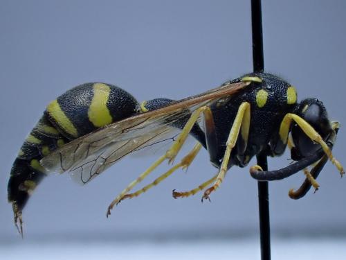 Eumenes dubius