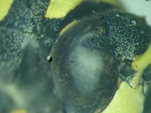 Eumenes dubius