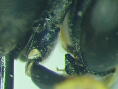 Eumenes dubius