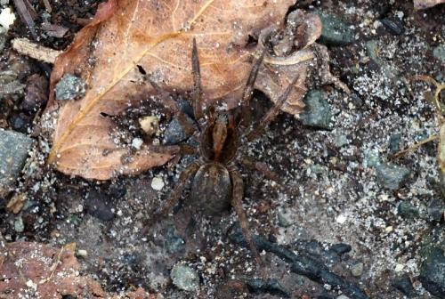 Réf. 347 906 : Trochosa sp.