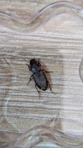 Réf. 347 436 : Harpalinae inconnu