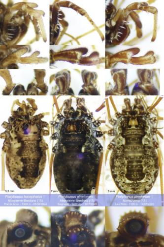 Platybunus bucephalus