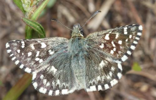 Réf. 347 652 : Pyrgus malvoides