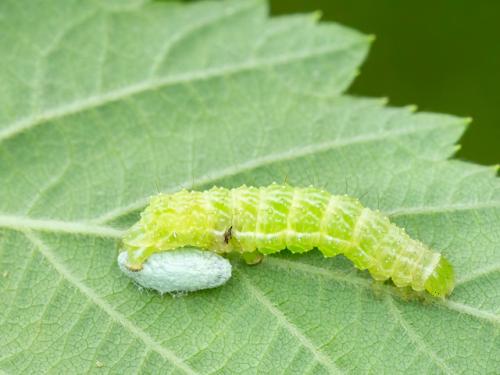 Réf. 347 876 : Microplitis sp.