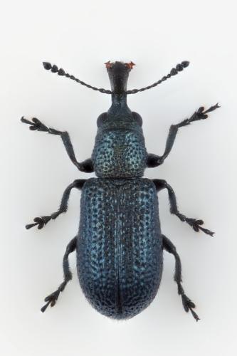 Temnocerus nanus