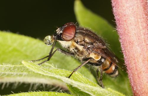 Stomorhina lunata
