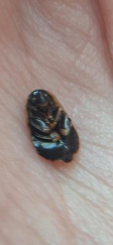 Loboptera sp.