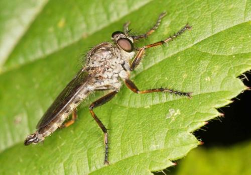 Tolmerus atricapillus