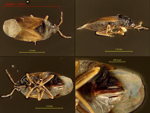 Orius sp.