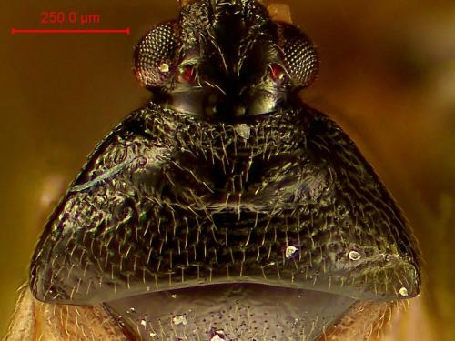 Orius sp.