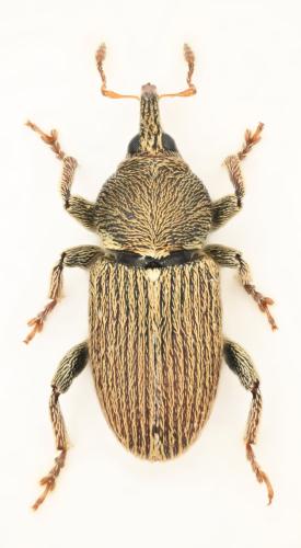 Tychius funicularis